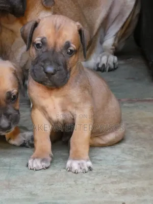 1-3 months Male Purebred Boerboel