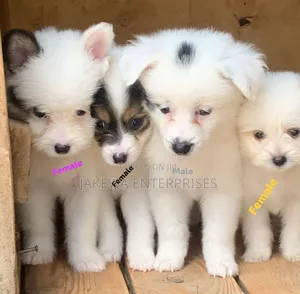 1-3 months Male Purebred Havanese