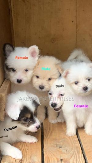 1-3 months Female Purebred Havanese - thumbnail 2