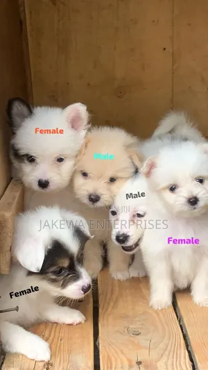 1-3 months Female Purebred Havanese