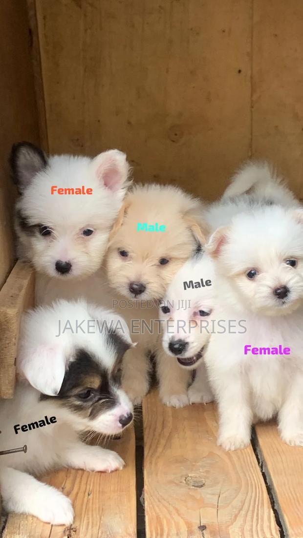1-3 months Female Purebred Havanese - main view