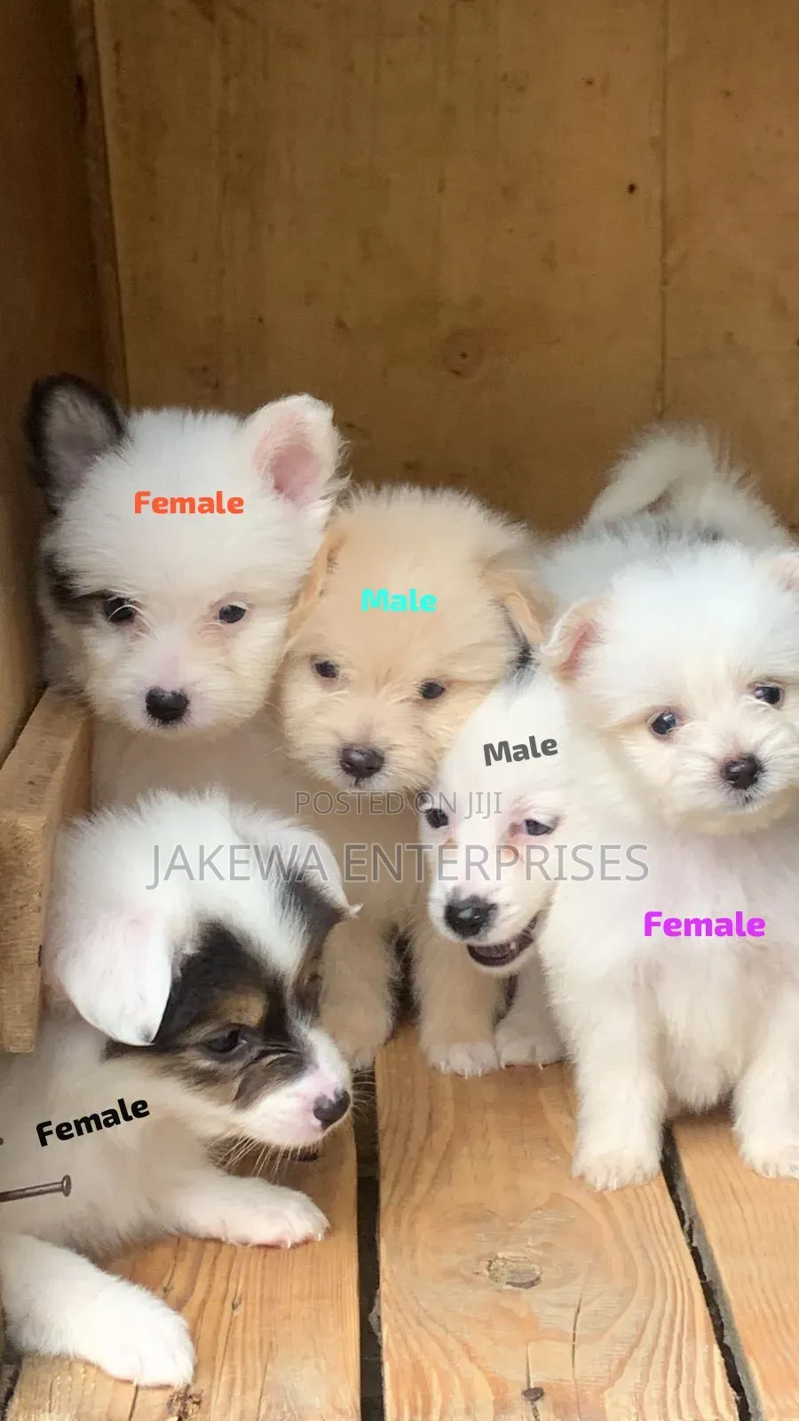 1-3 months Female Purebred Havanese