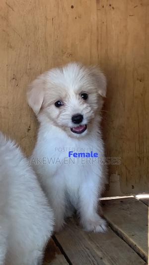 1-3 months Female Purebred Havanese - thumbnail 2