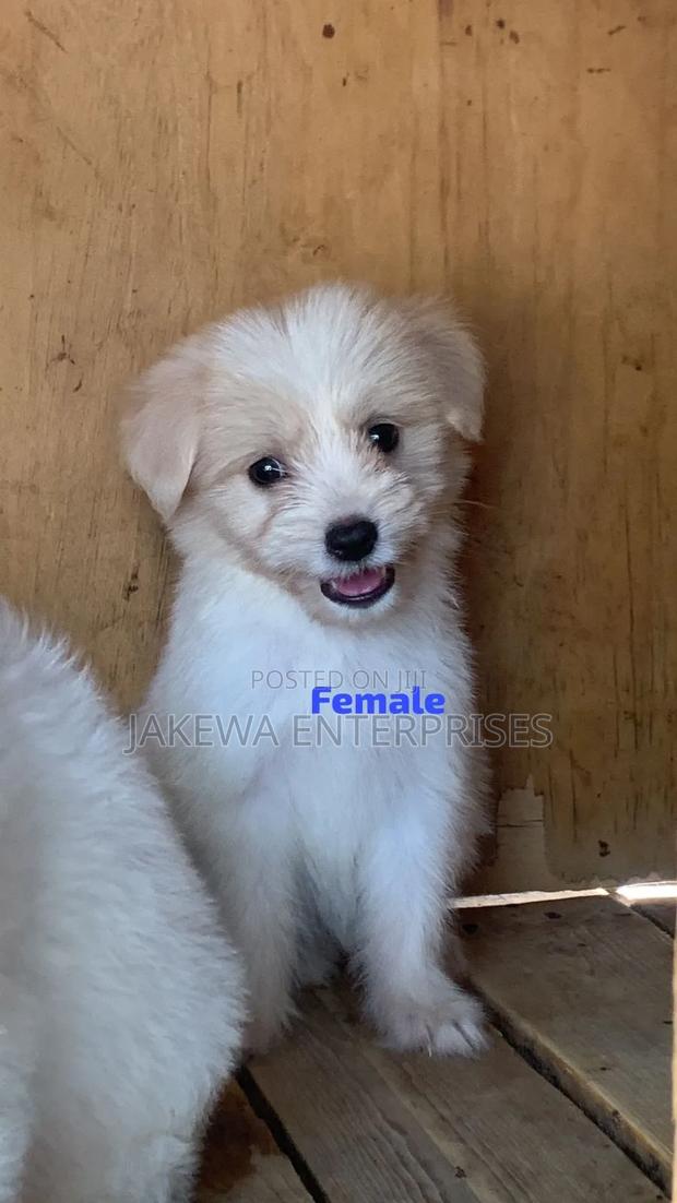 1-3 months Female Purebred Havanese - main view
