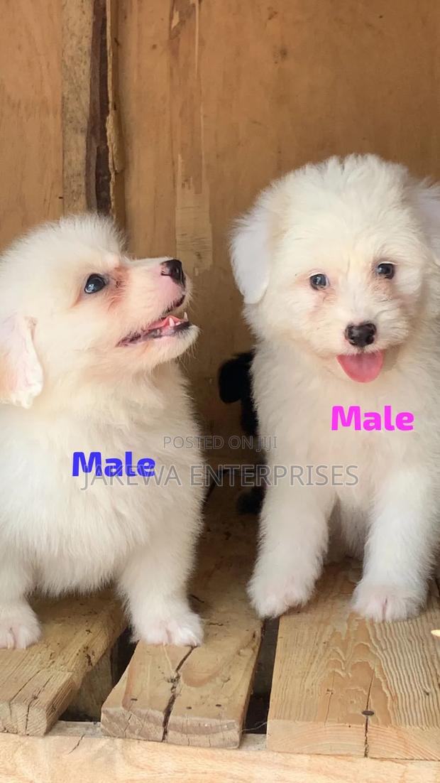 1-3 months Male Purebred Havanese