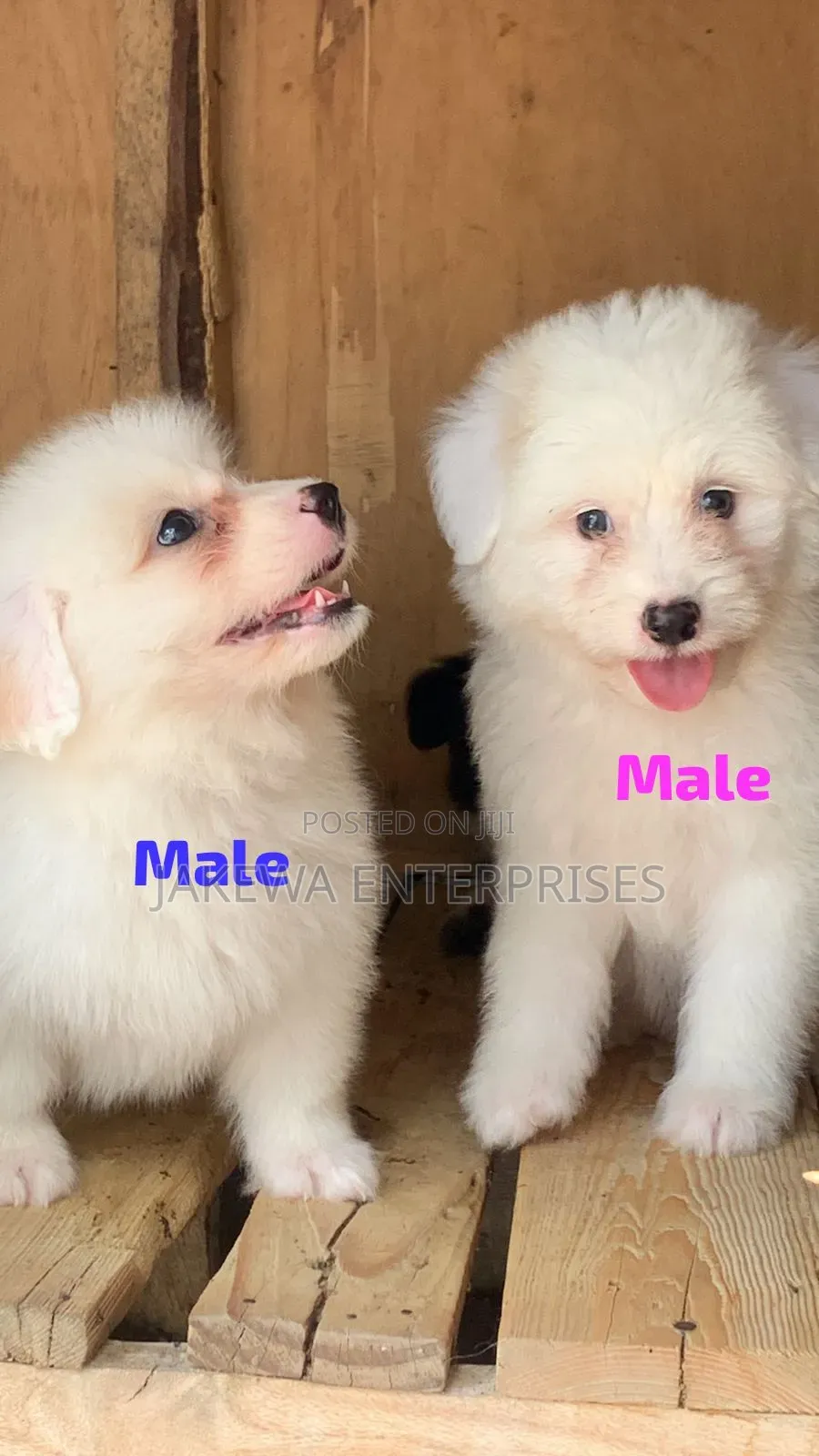 1-3 months Male Purebred Havanese