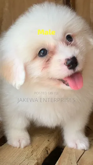 1-3 months Male Purebred Havanese