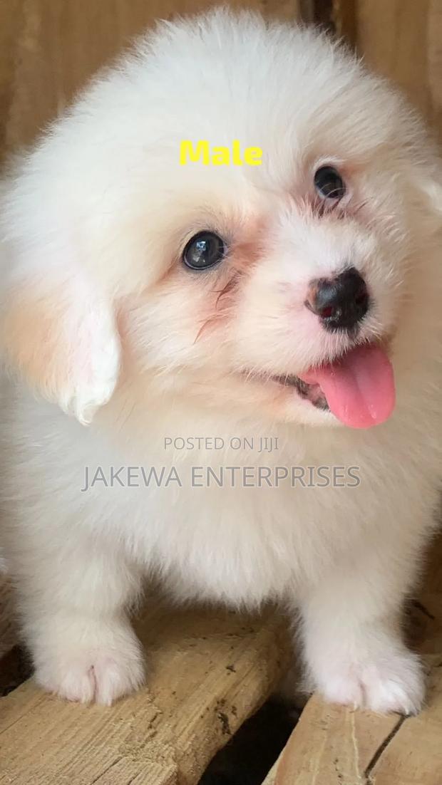 1-3 months Male Purebred Havanese - main view