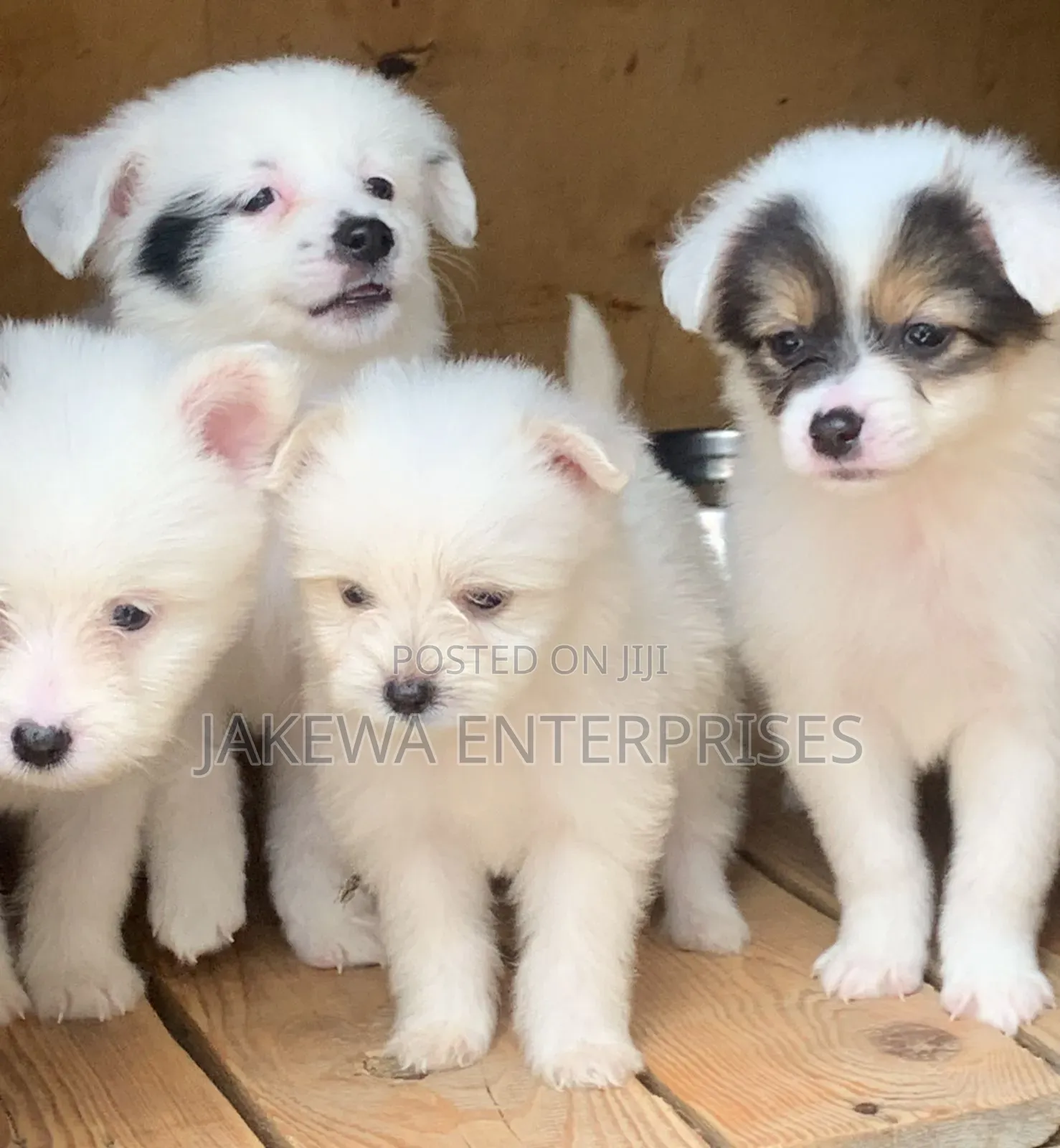 1-3 months Female Purebred Havanese