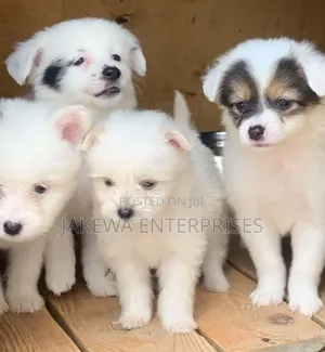 1-3 months Female Purebred Havanese
