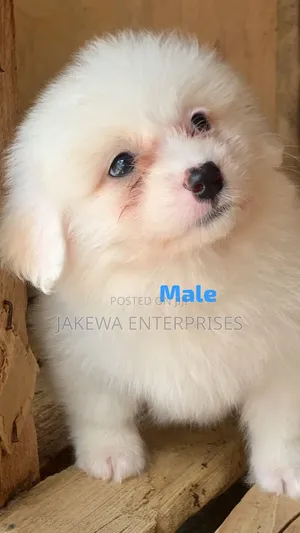 1-3 months Male Purebred Havanese