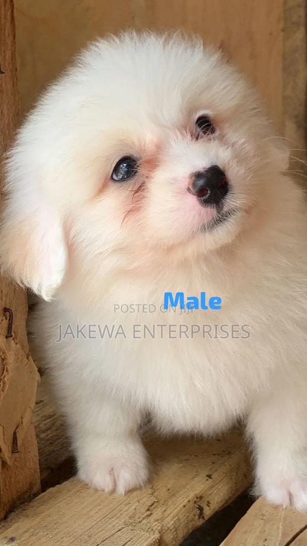 1-3 months Male Purebred Havanese - main view