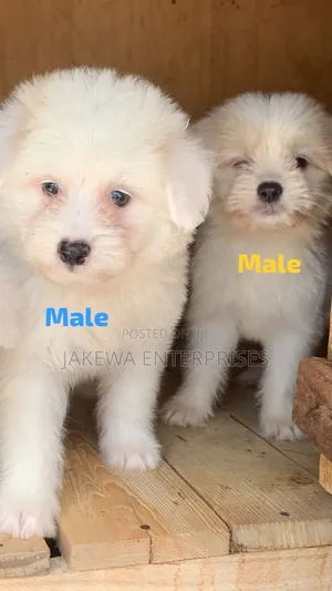 1-3 months Female Purebred Havanese