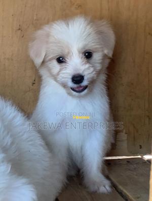 1-3 months Female Purebred Havanese - thumbnail 2