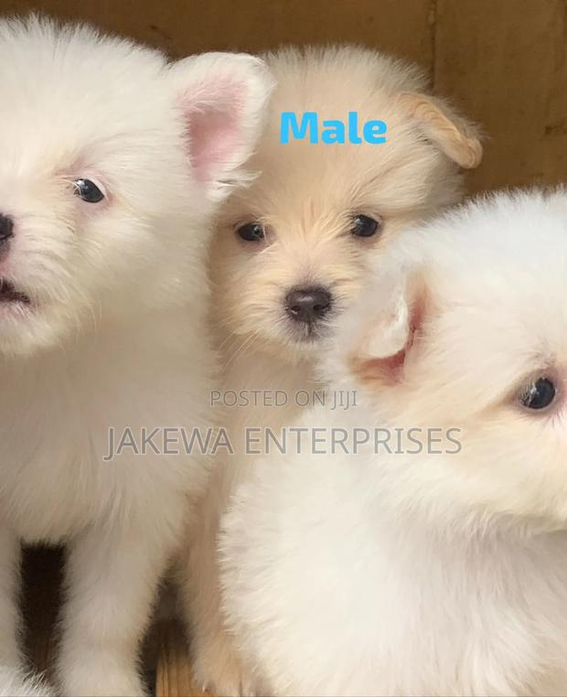 1-3 months Male Purebred Havanese