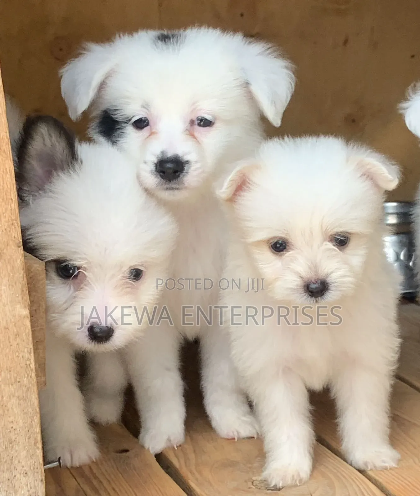 1-3 months Male Purebred Havanese