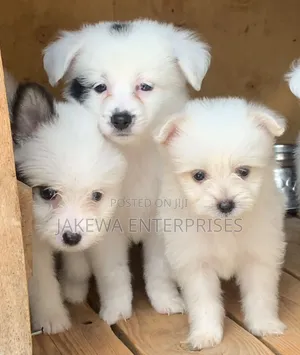 1-3 months Male Purebred Havanese