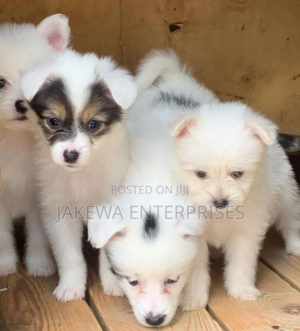 1-3 months Male Purebred Havanese