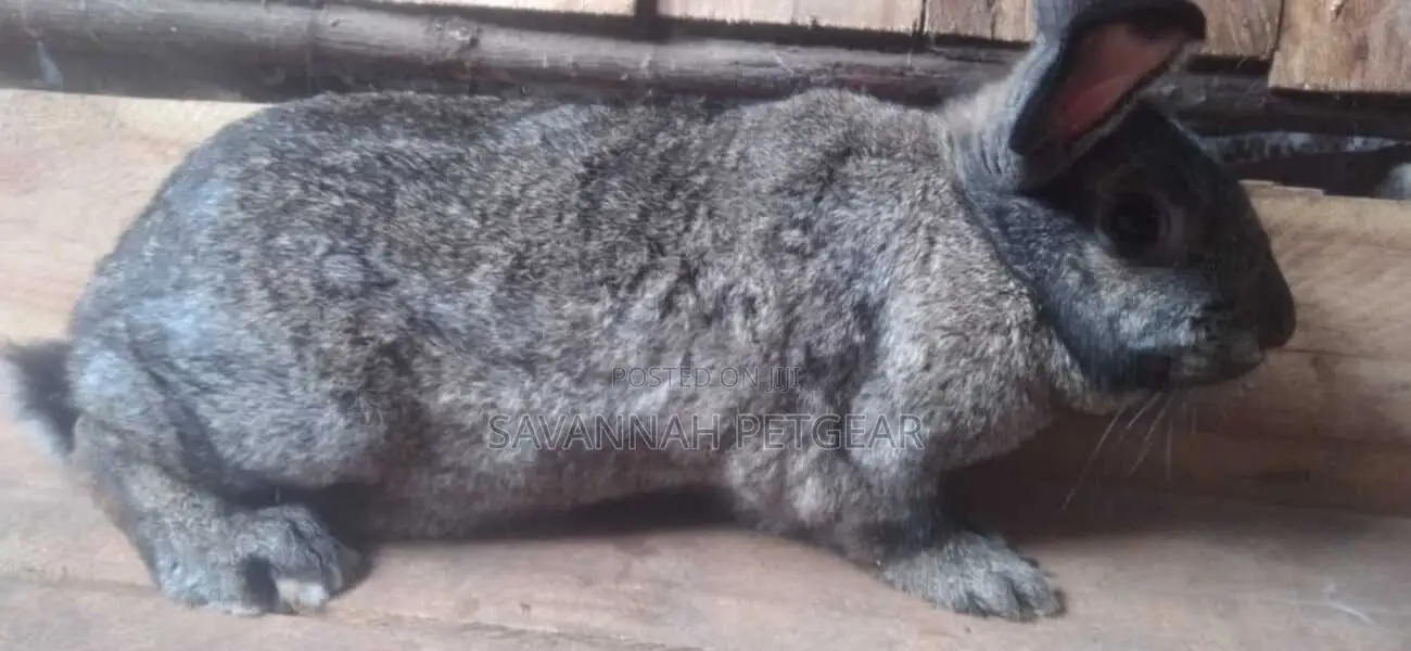 Flemish Giant Mature Female Rabbits
