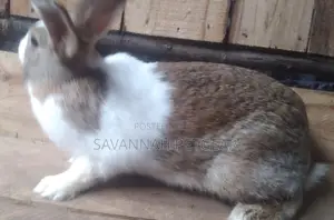 Dutch Female Rabbits