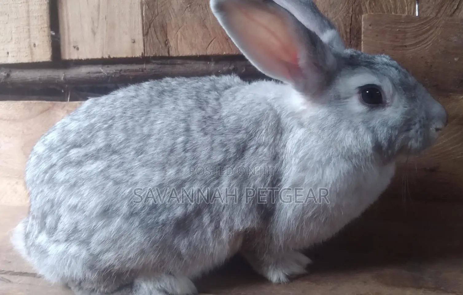 Chinchilla Mature Female Rabbits