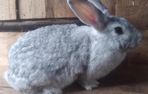Chinchilla Mature Female Rabbits - main view
