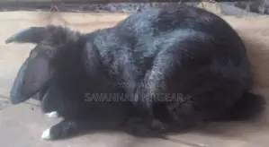 Havana Rabbit Breed - Mature Females (3.4kg)