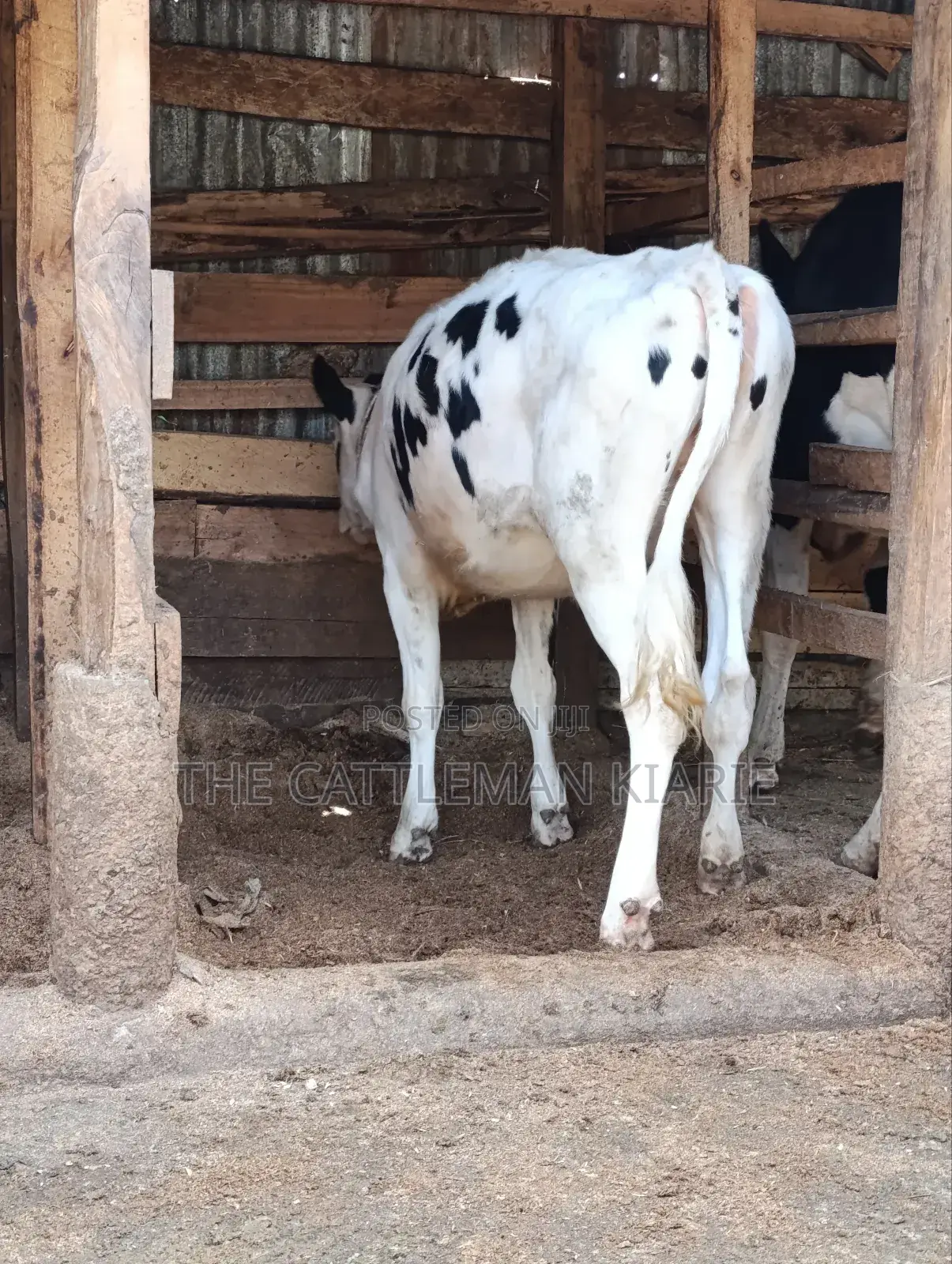 Heifer Calf