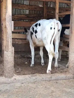 Heifer Calf