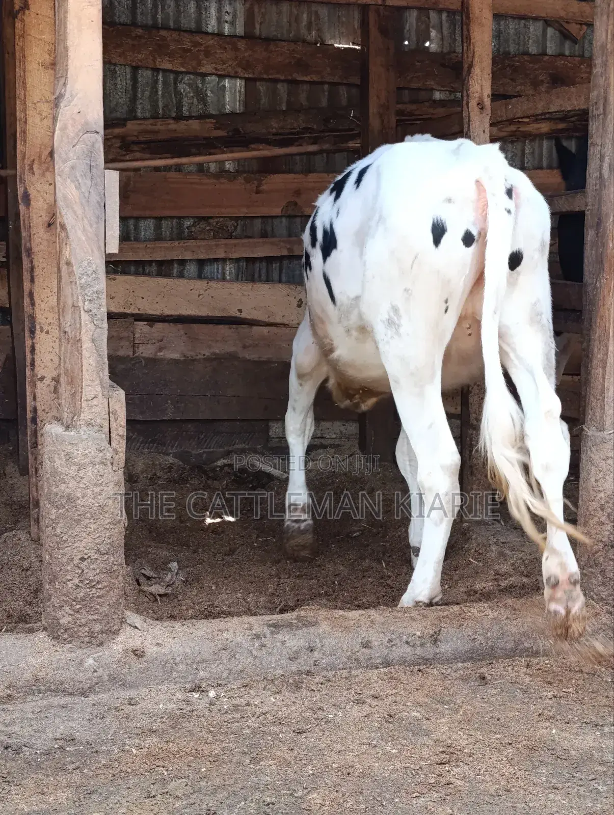 Heifer Calf