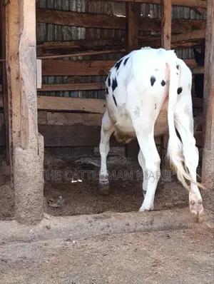 Heifer Calf
