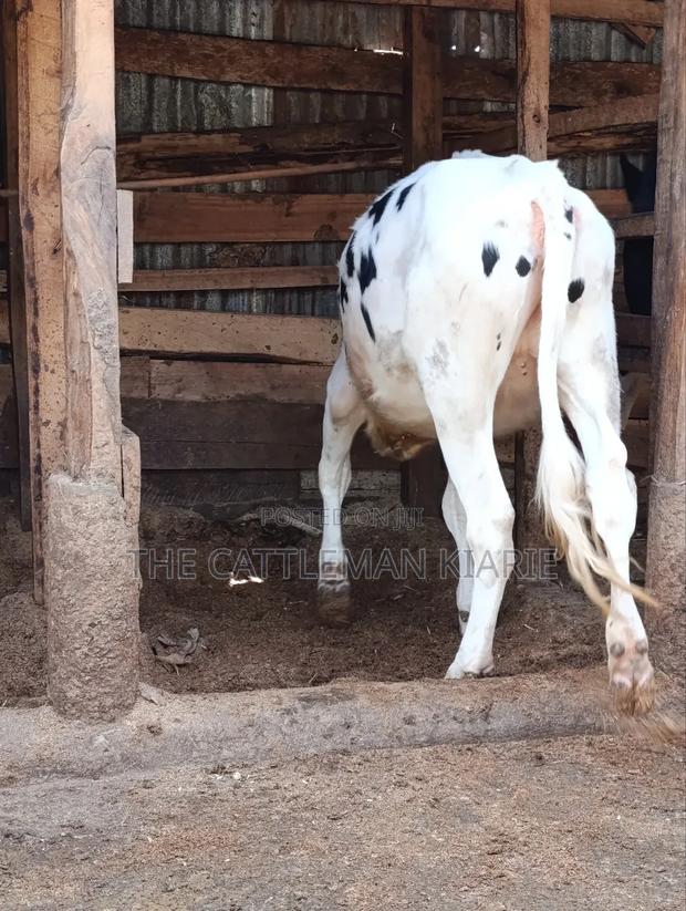 Heifer Calf - thumbnail 3