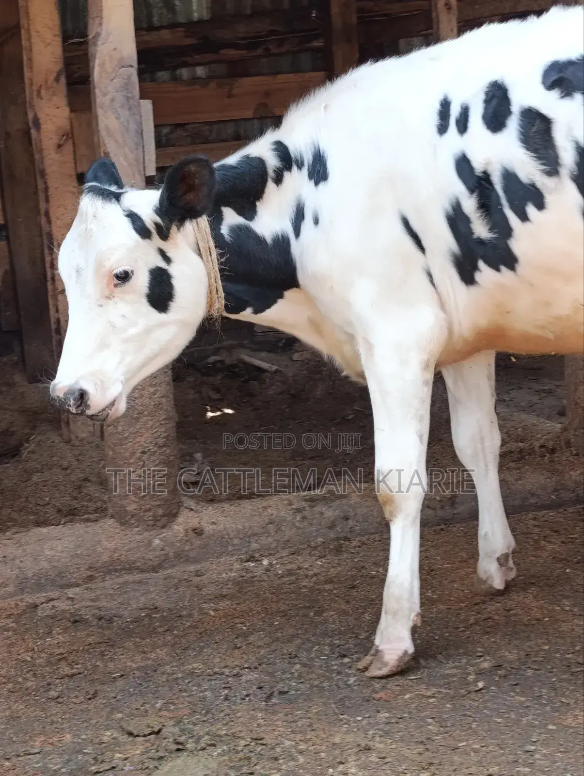 Heifer Calf