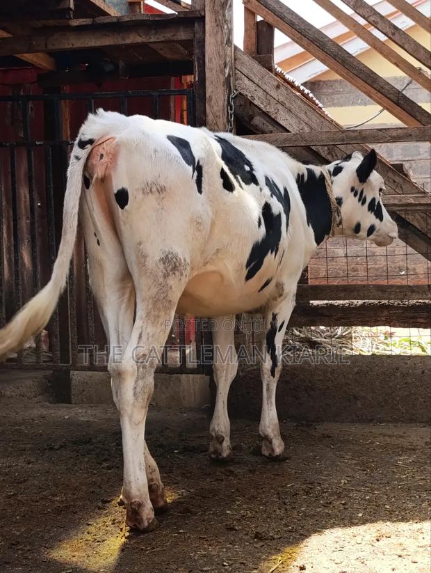 Heifer Calf - thumbnail 5