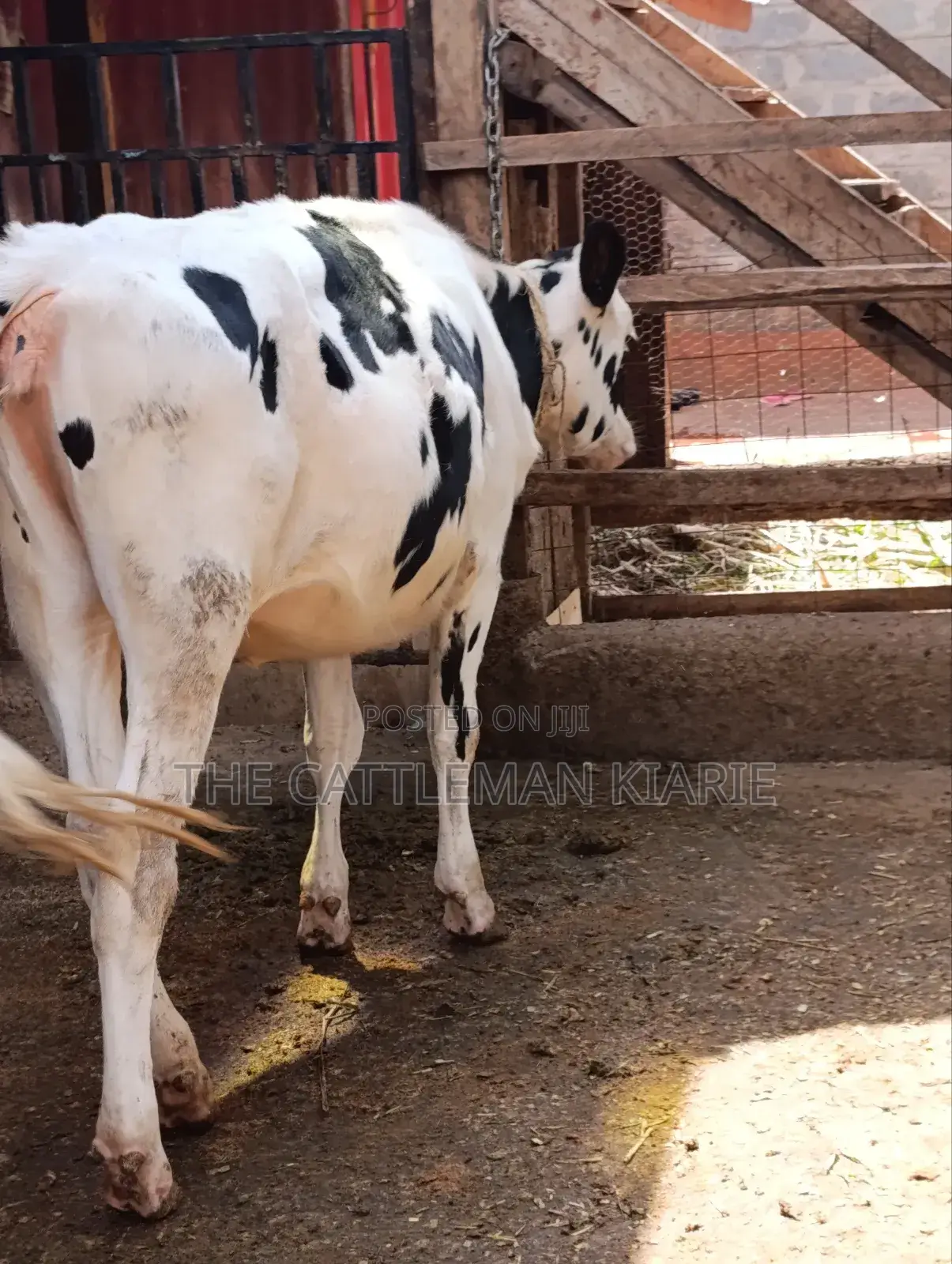 Heifer Calf