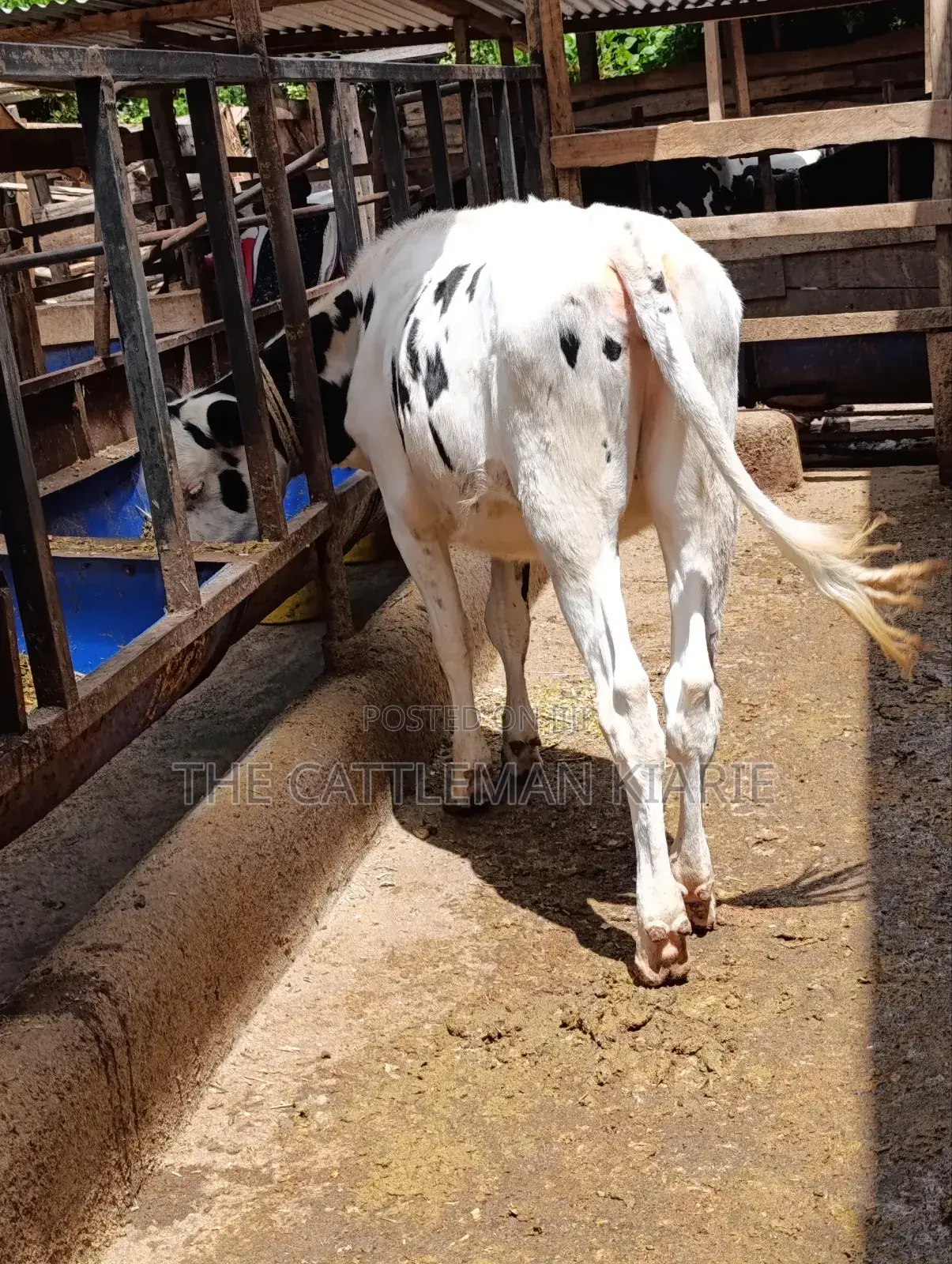 Heifer Calf