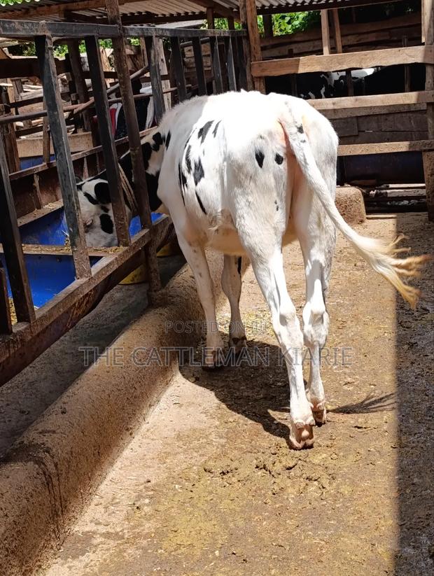 Heifer Calf - thumbnail 7