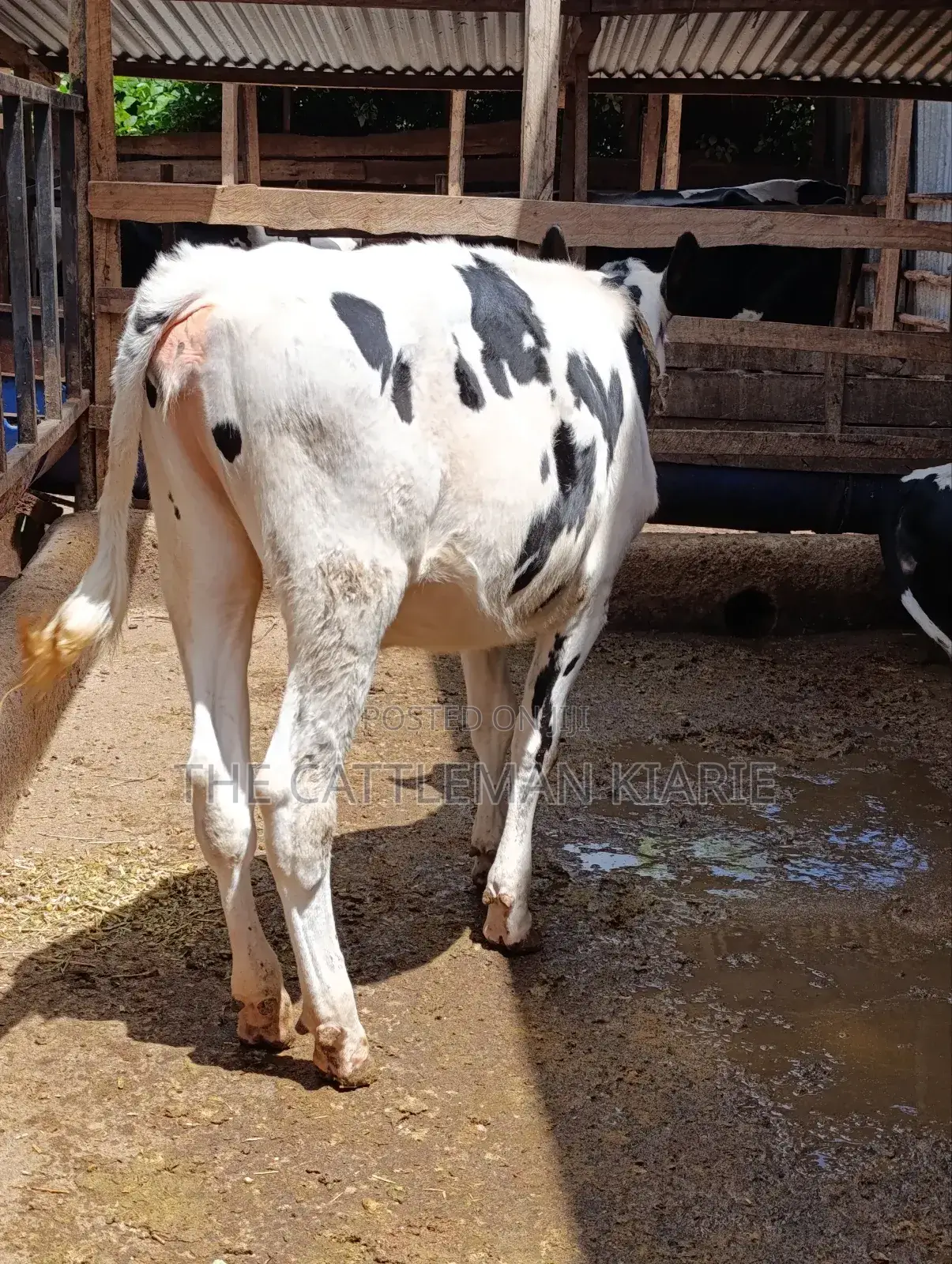 Heifer Calf