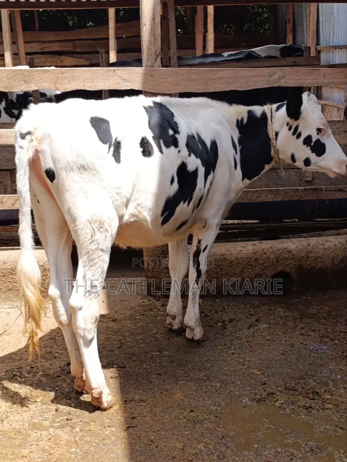 Heifer Calf
