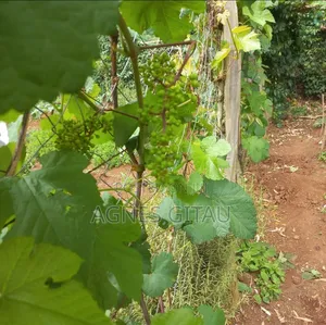 Grapes Seedlings
