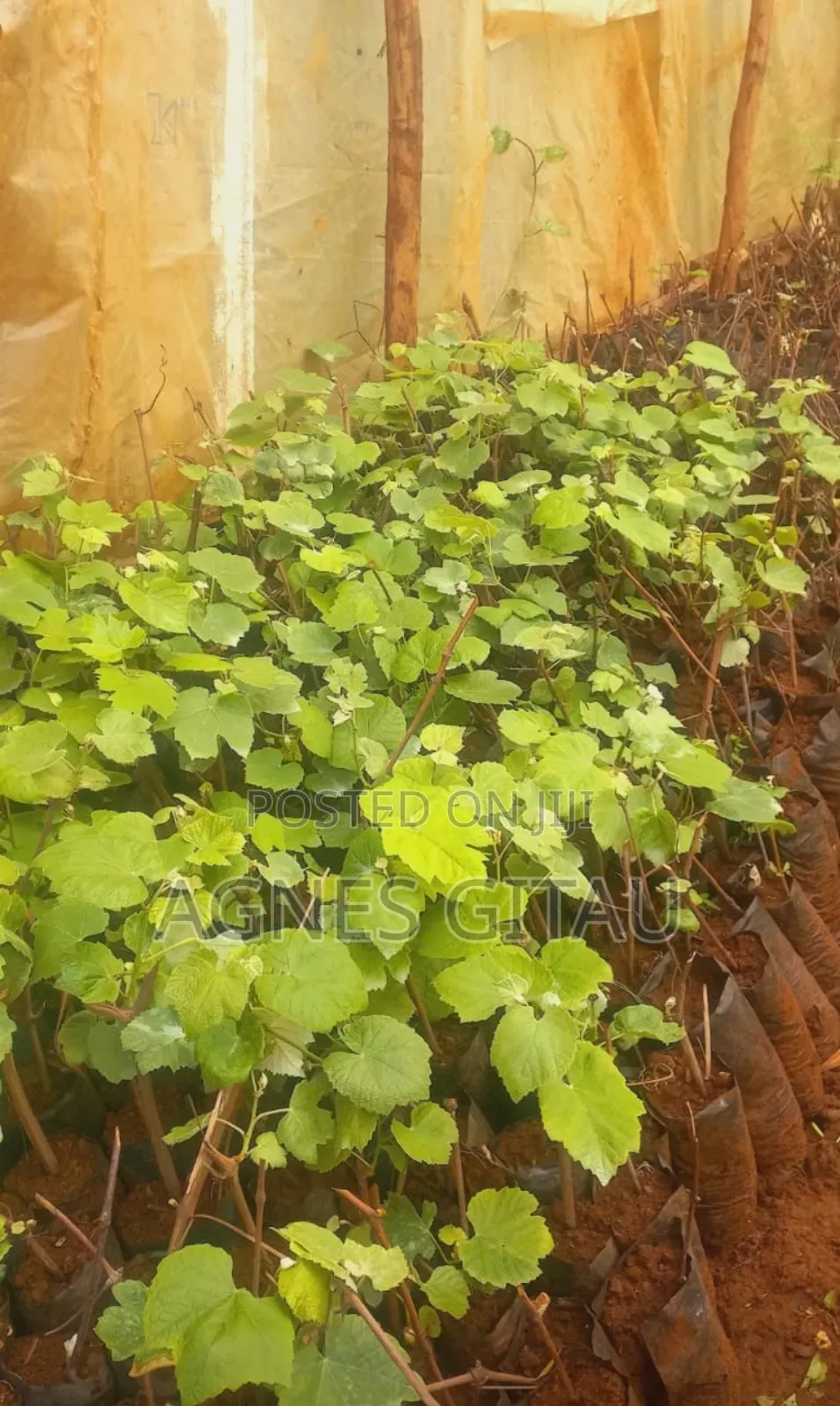 Grapes Seedlings