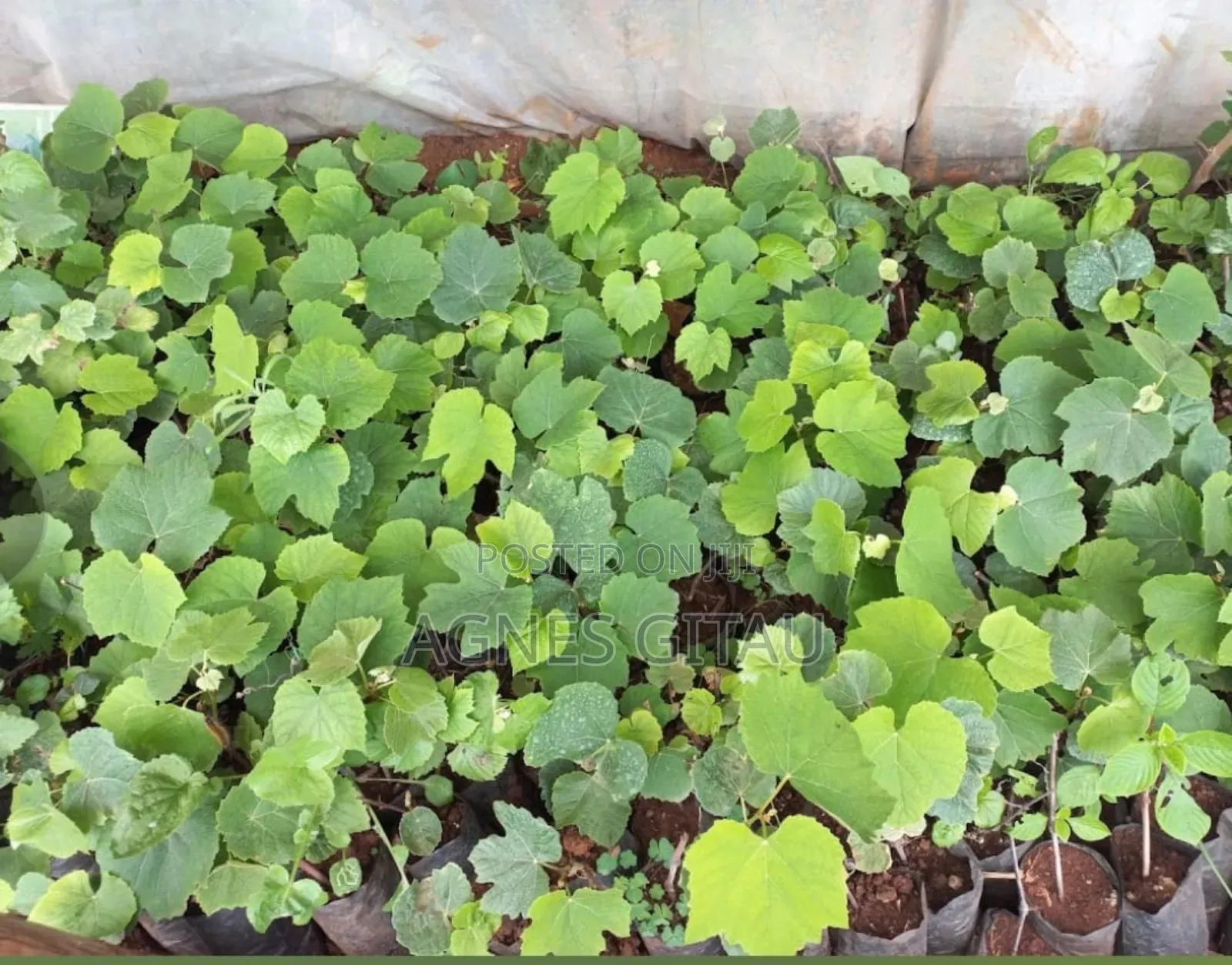 Grapes Seedlings