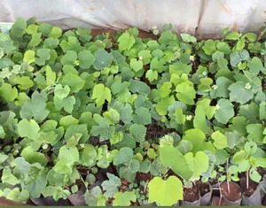 Grapes Seedlings
