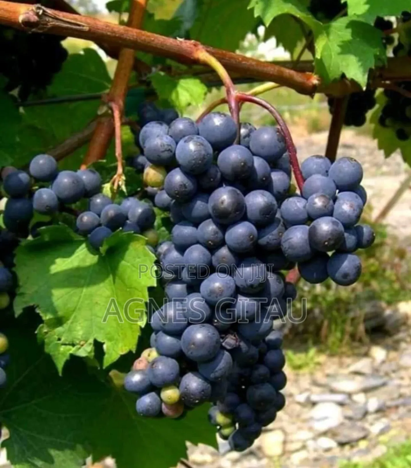Grapes Seedlings
