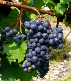 Grapes Seedlings