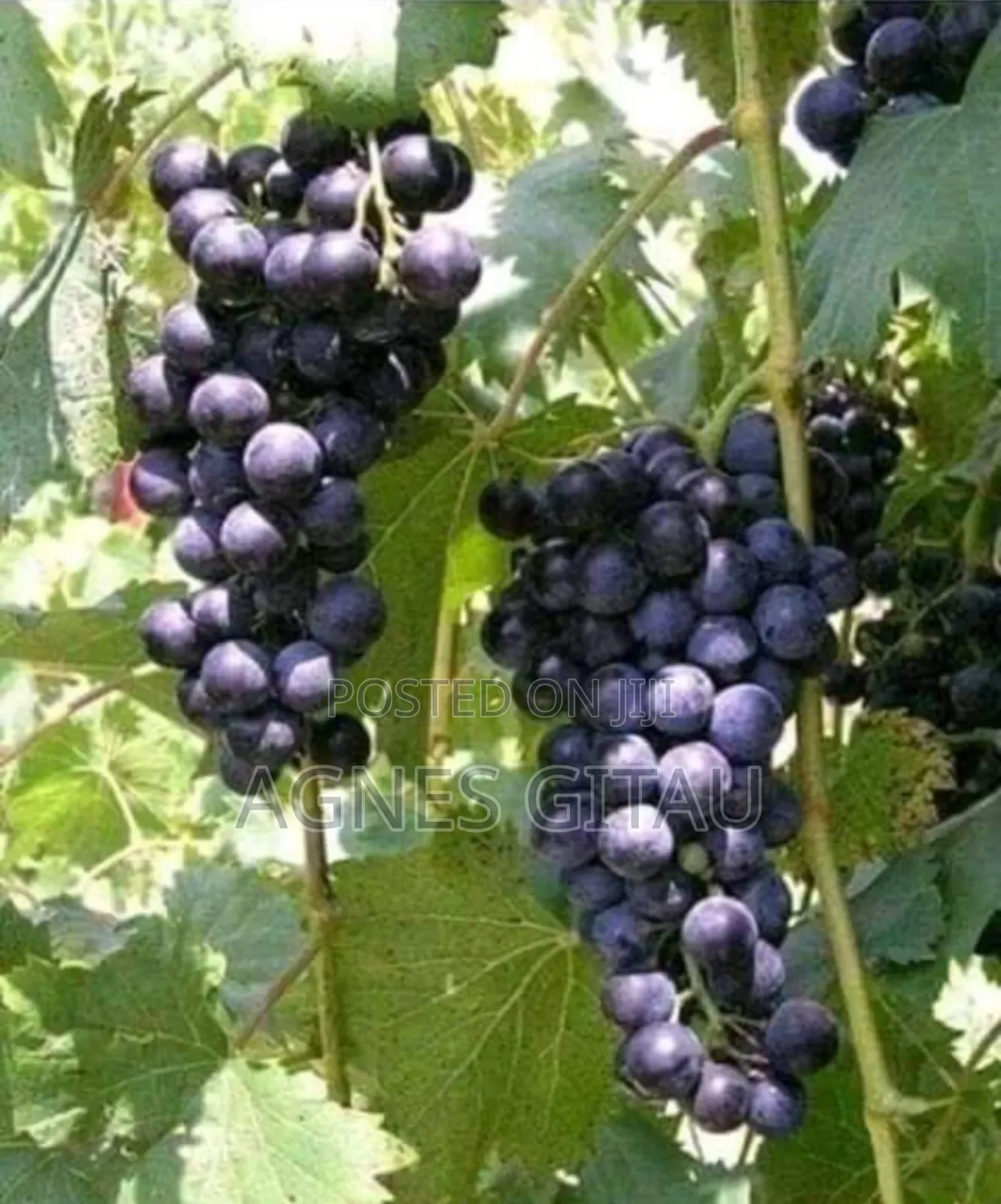 Grapes Seedlings