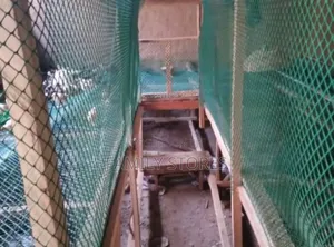Plastic Poultry Mesh