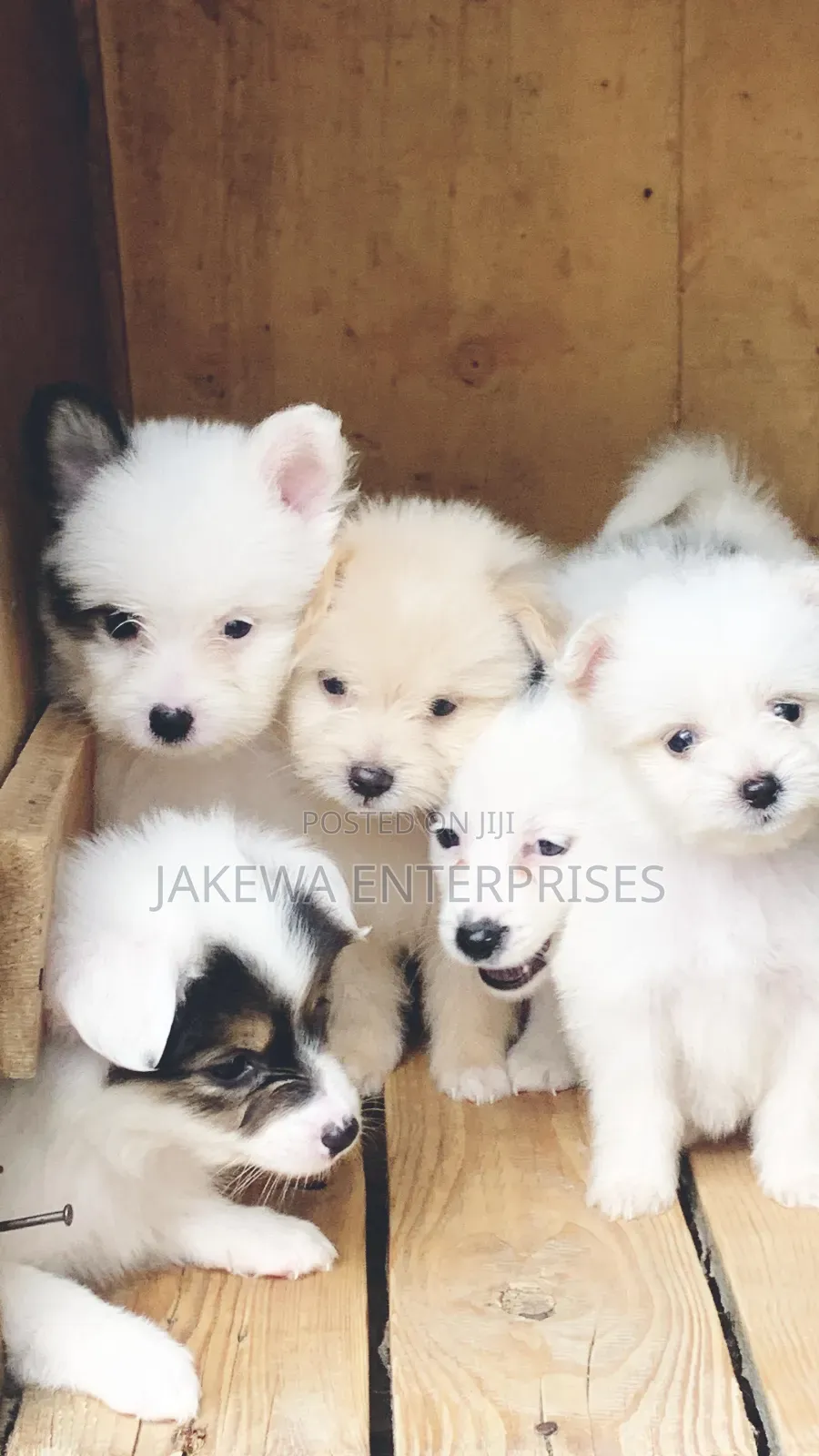 1-3 months Male Purebred Havanese