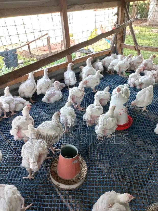 Plastic Poultry Mesh Fence