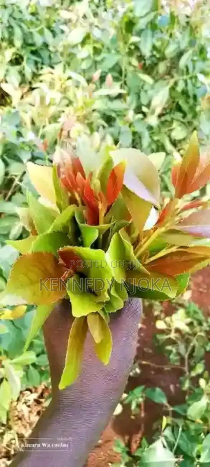 Muguka ,Miraa
